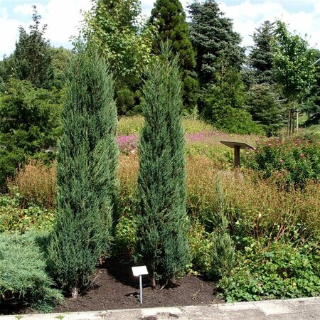 Juniperus scoparius 'Blue Arrow' - afbeelding 8