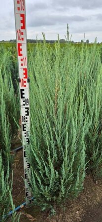 Juniperus scoparius 'Blue Arrow' - afbeelding 3