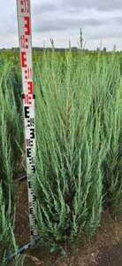 Juniperus scoparius 'Blue Arrow' - afbeelding 3