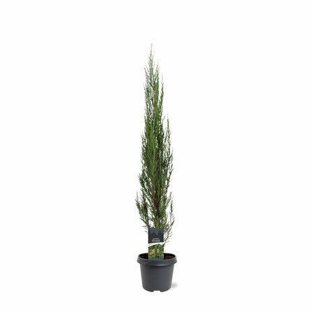 Juniperus scoparius 'Blue Arrow' - afbeelding 5