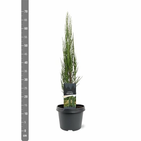 Juniperus scoparius 'Blue Arrow' - afbeelding 7