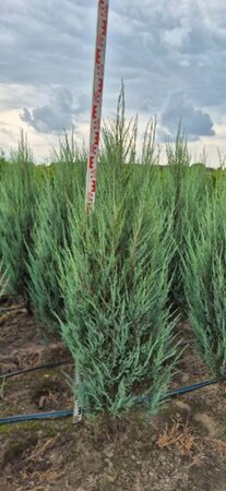 Juniperus scoparius 'Blue Arrow' - afbeelding 11