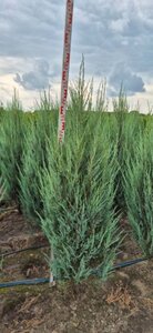 Juniperus scoparius 'Blue Arrow' - afbeelding 11