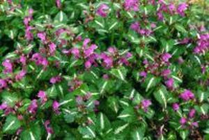 Lamium maculatum 'Roseum' P9