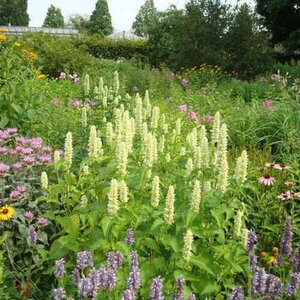 Agastache rugosa 'Alabaster' P9