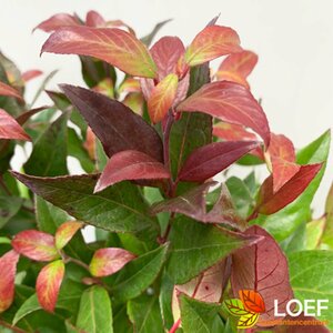 Leucothoe 'Zeblid'