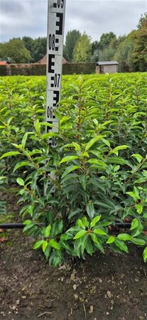 Prunus lusitanica 'Angustifolia' - afbeelding 21