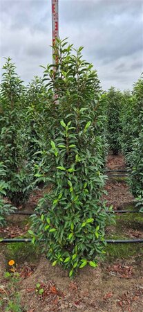 Prunus lusitanica 'Angustifolia' - afbeelding 9