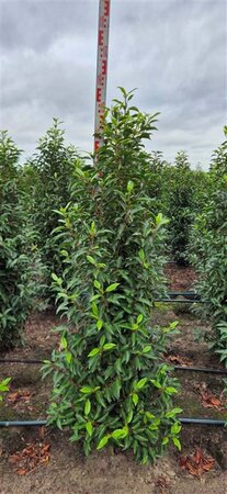 Prunus lusitanica 'Angustifolia' - afbeelding 11