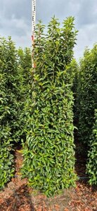 Prunus lusitanica 'Angustifolia' - afbeelding 6