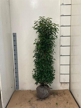Prunus lusitanica 'Angustifolia' - afbeelding 13