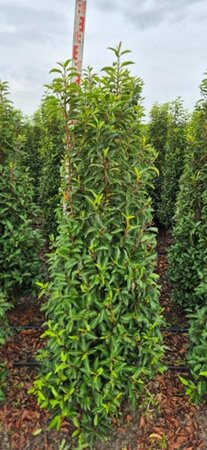 Prunus lusitanica 'Angustifolia' - afbeelding 2