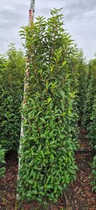 Prunus lusitanica 'Angustifolia' - afbeelding 5