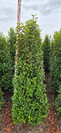 Prunus lusitanica 'Angustifolia' - afbeelding 3