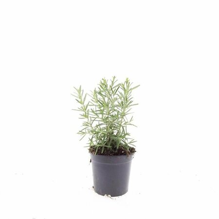 Rosmarinus officinalis C2 - afbeelding 5