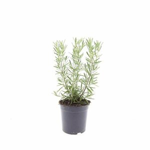 Rosmarinus officinalis C2 - afbeelding 4