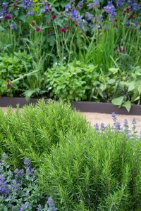 Rosmarinus officinalis C2 - afbeelding 12