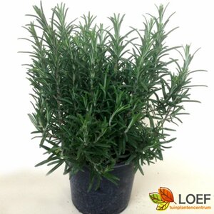 Rosmarinus officinalis C2 - afbeelding 7