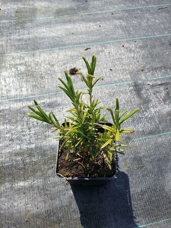 Rosmarinus officinalis C2 - afbeelding 8