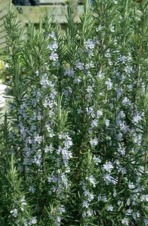 Rosmarinus officinalis C2 - afbeelding 14