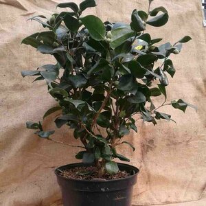 Camellia japonica 'Lady Campbell'
