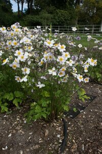 Anemone 'Ruffled Swan' P9