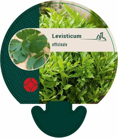 Levisticum officinale P13 BIO - afbeelding 7