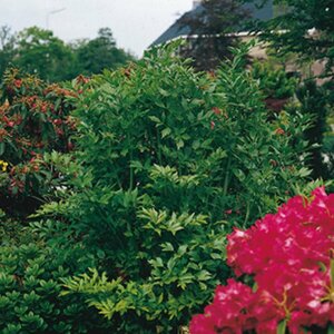 Levisticum officinale P13 BIO - afbeelding 3