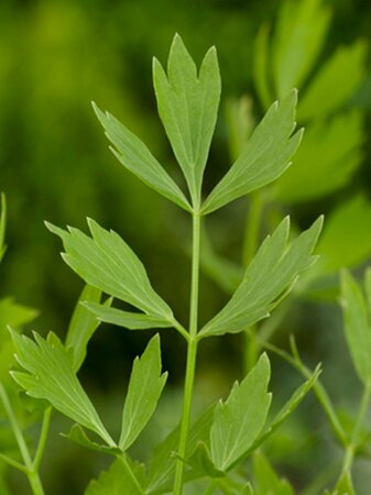 Levisticum officinale P13 BIO - afbeelding 4