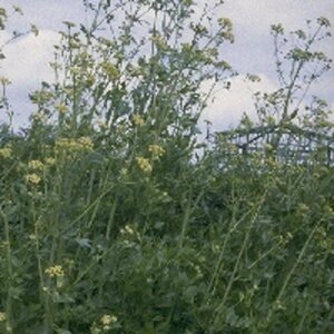 Levisticum officinale P13 BIO - afbeelding 5