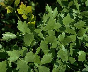 Levisticum officinale P13 BIO