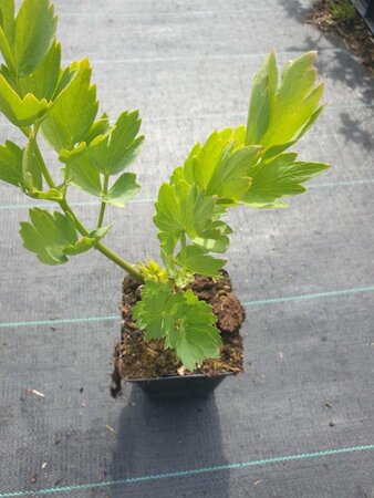 Levisticum officinale P13 BIO - afbeelding 2
