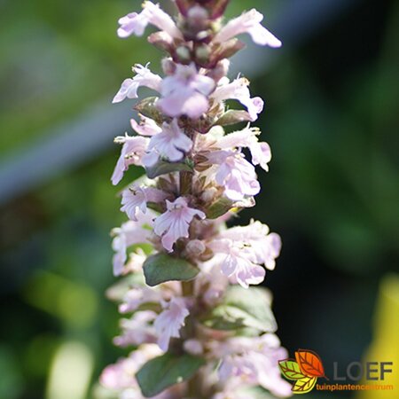 Ajuga reptans 'Rosea' P13 BIO - afbeelding 1