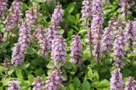 Ajuga reptans 'Rosea' P13 BIO - afbeelding 2