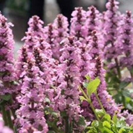 Ajuga reptans 'Rosea' P13 BIO - afbeelding 4