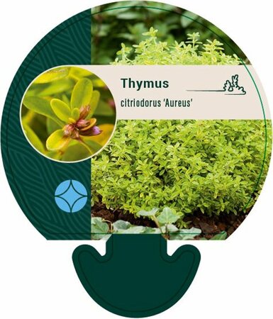 Thymus citriodorus 'Aureus' C2 - afbeelding 2