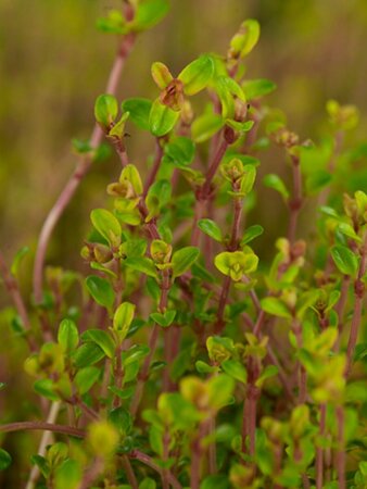 Thymus citriodorus 'Aureus' C2 - afbeelding 3