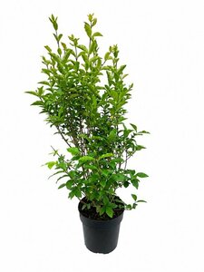 Ligustrum ovalifolium - afbeelding 13