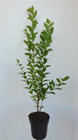 Ligustrum ovalifolium - afbeelding 20