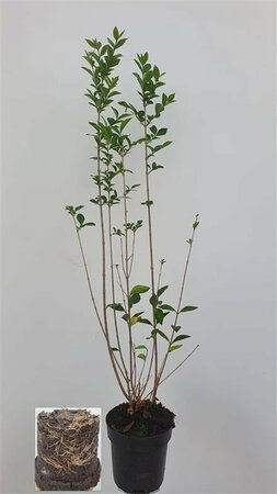 Ligustrum ovalifolium - afbeelding 21
