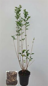 Ligustrum ovalifolium - afbeelding 21