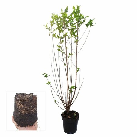 Ligustrum ovalifolium - afbeelding 16