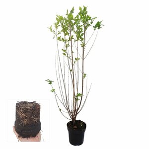Ligustrum ovalifolium - afbeelding 16