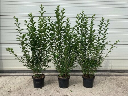 Ligustrum ovalifolium - afbeelding 15
