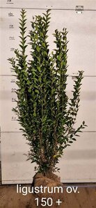 Ligustrum ovalifolium - afbeelding 6