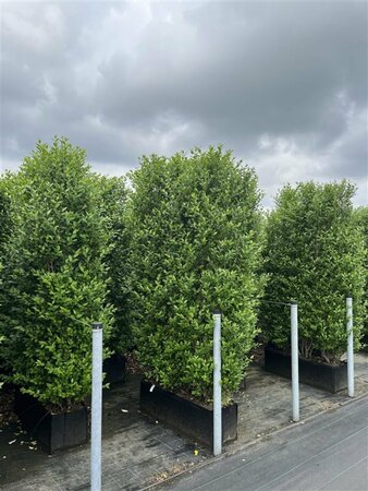 Ligustrum ovalifolium - afbeelding 10