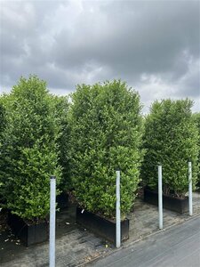 Ligustrum ovalifolium - afbeelding 10