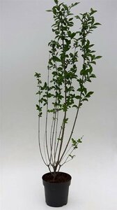 Ligustrum ovalifolium - afbeelding 12