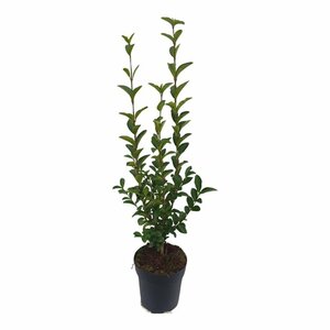 Ligustrum ovalifolium - afbeelding 14