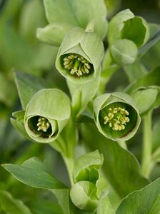 Helleborus foetidus P9 - afbeelding 3